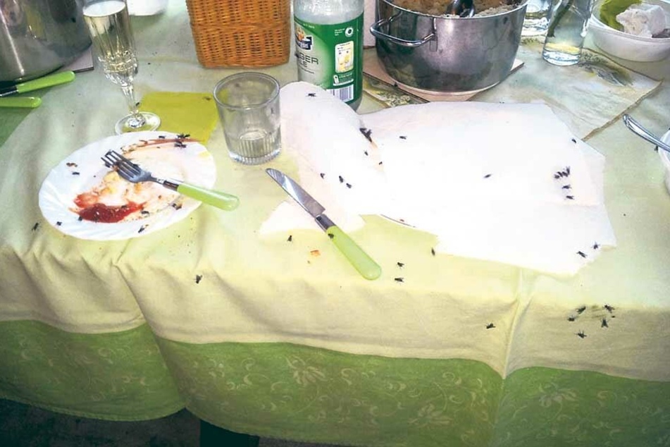 Beim Grillen im Freien: Die Fliegen fallen über Speisen und Getränke her.