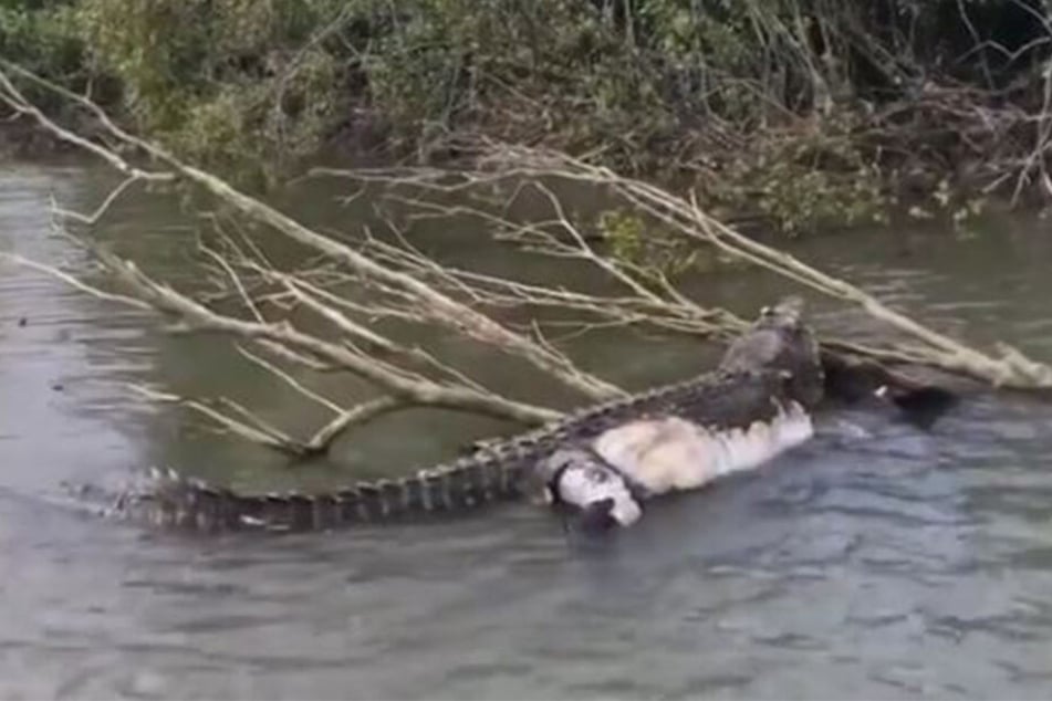 Das Uralt-Krokodil "Bismarck" wurde offenbar Opfer von Wilderern.