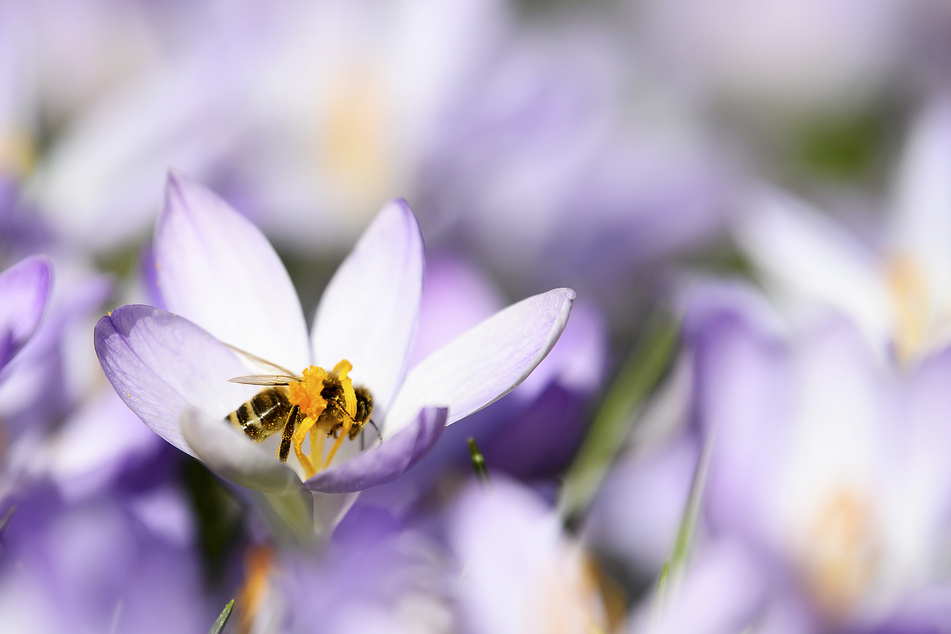 Eine Biene landet auf einer Krokusblüte an einem warmen Wintertag.