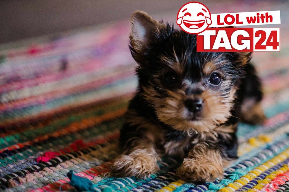 Joke of the Day for March 27, 2026: A dog funny.