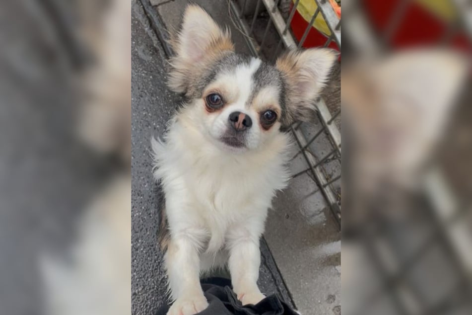 Chihuahua-Rüde Simba ist am 6. September 2024 geboren und damit gerade einmal ein Jahr und drei Monate alt.