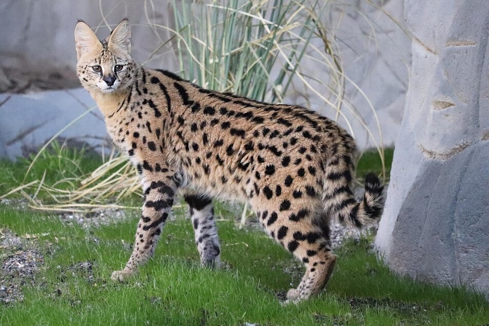 Seit Dienstag erkunden die beiden Serval-Kater das aktuell verwaiste Löwengehege.