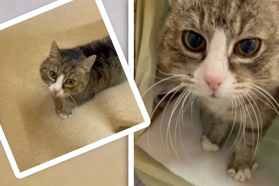 Katze wurde halb verhungert aufgefunden: So toll hat sie sich inzwischen entwickelt