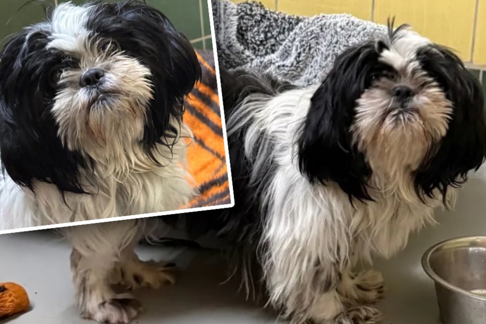 Kleines Hündchen hat Herz aus Gold: Lotta ist erst ein Jahr alt