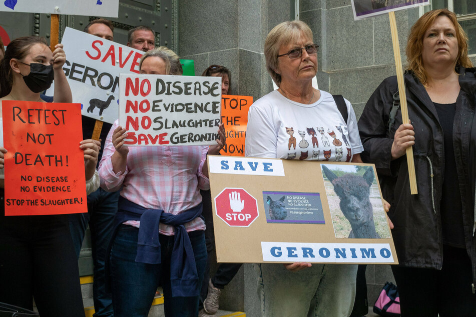 Demonstrators gathered in London last week in support of Geronimo the alpaca and to protest his euthanization.