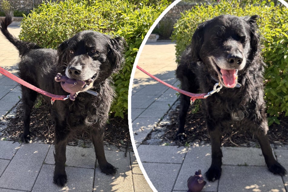Hunde-Senior Paul sucht ein ruhiges Plätzchen bei erfahrenen Haltern.