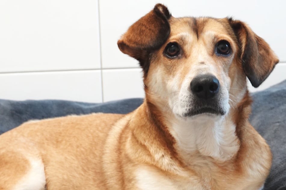 Hündin Nina sucht erneut ein Zuhause.
