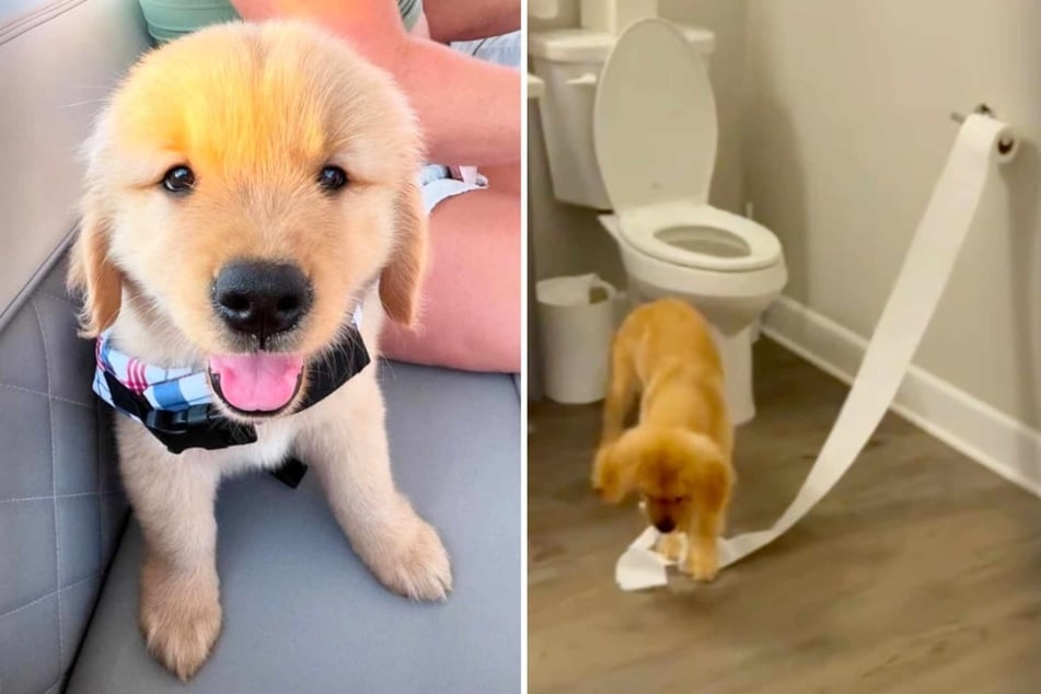 A couple adopted a seemingly calm puppy two months ago, but it wasn't until later that they realized there was a little mischief maker waiting to come out.