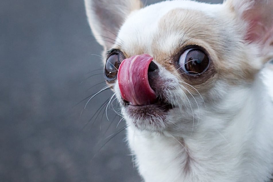 Kurzer Prozess nach eskaliertem Streit um Internetkauf von Chihuahua
