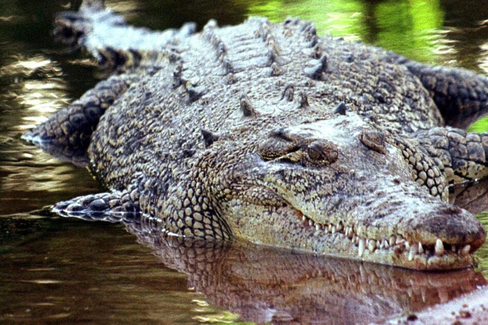 Nach tödlichem Angriff auf Kind: Ranger finden und töten Krokodil