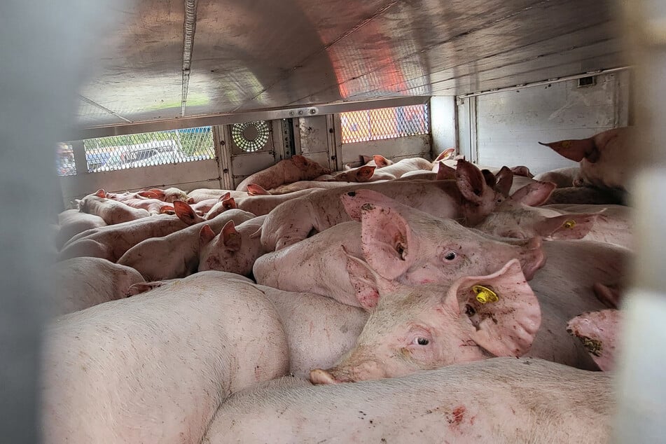 Fast 900 Schweine hatte der Lkw geladen.