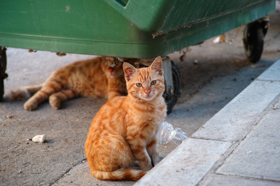 At least two stray cats were captured and put of for adoption (stock image).