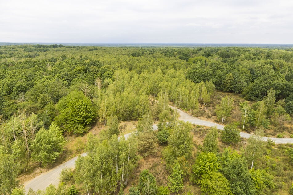 Blick vom Haselbergturm auf die Königsbrücker Heide.