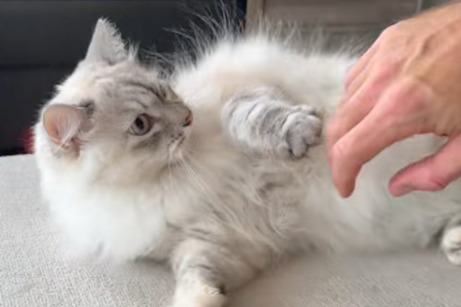 Freya the cat makes so many people laugh with her changeable moods.