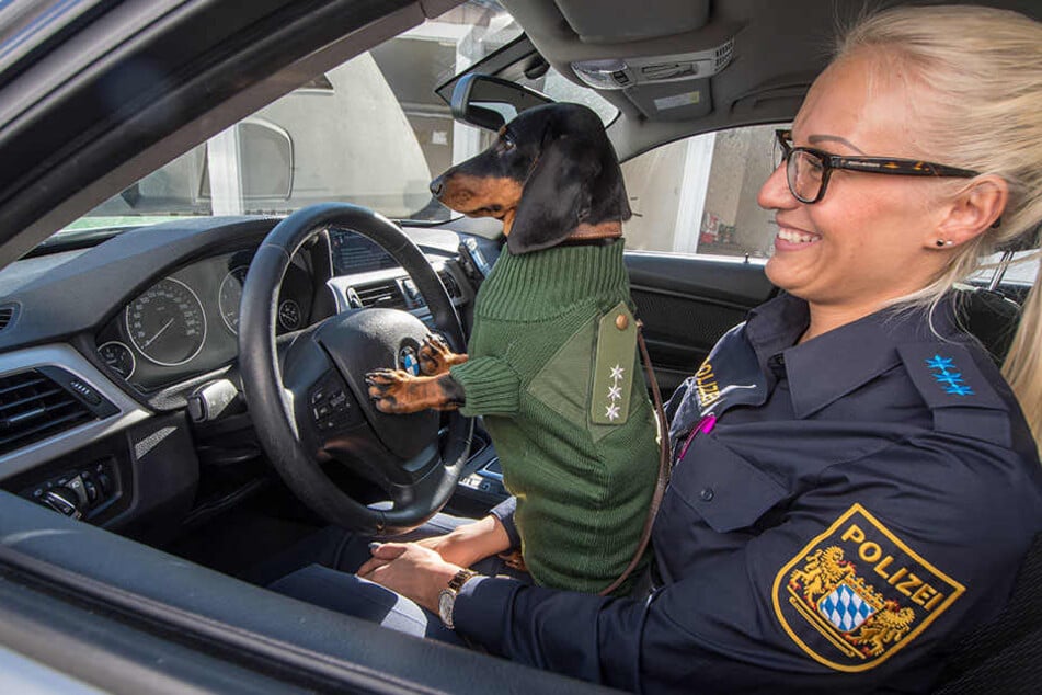 Die Dackeldame trägt einen umgenähten ehemaligen Polizeipullover, die Polizeiobermeisterin die neue Uniform.