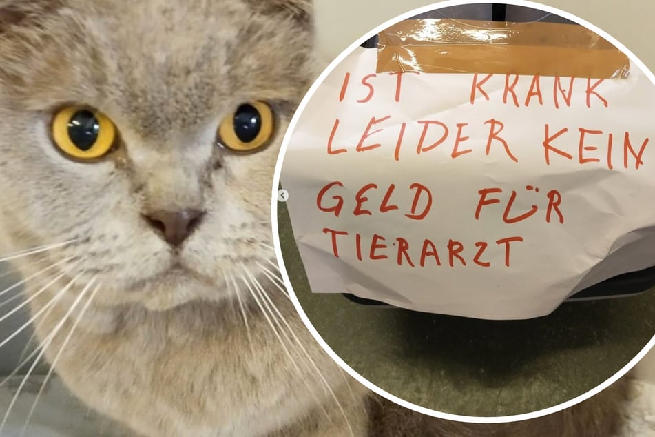 Kranke Katze einfach ausgesetzt: "Kein Geld für Tierarzt!"