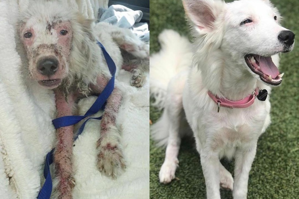 Incredible transformation: Gardenia before and after her treatment.