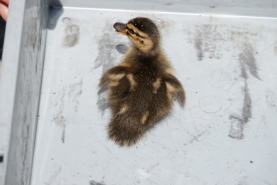 Die Baby-Ente ist jetzt wieder im Kreise ihrer Familie.