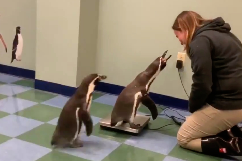 These well-behaved penguins wait their turn to be weighed on the scale.