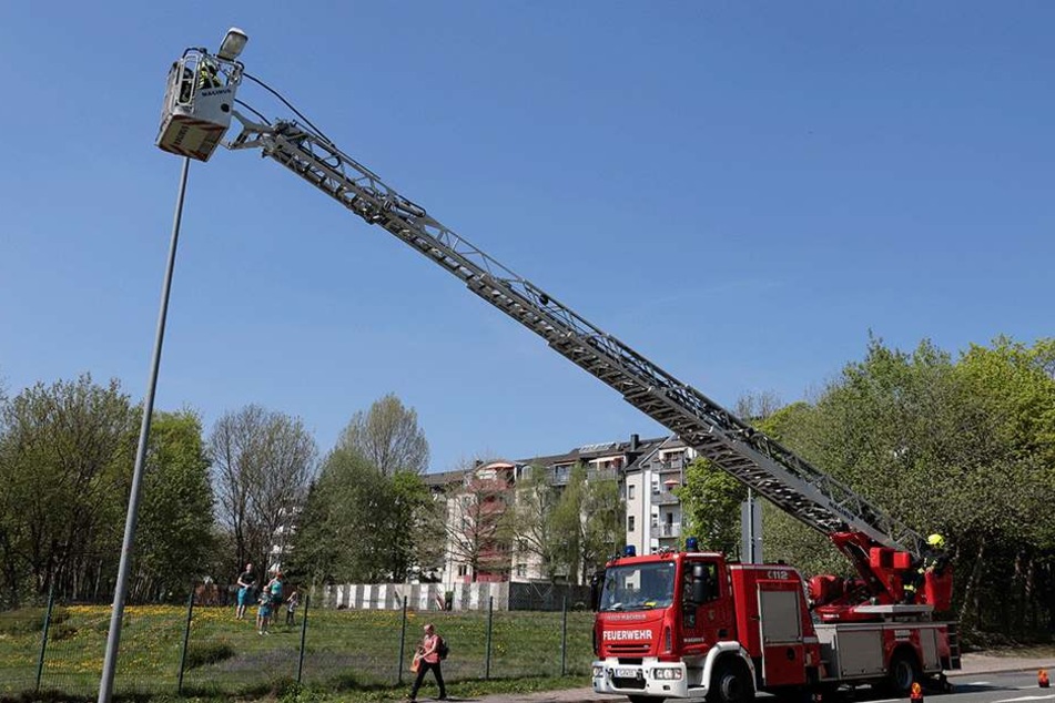 Um den Waschbären von der Straßenlaterne retten zu können, musste die Feuerwehr mit der Drehleiter anrücken.