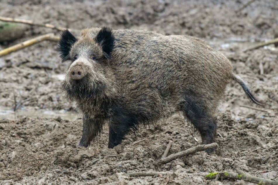 Kranke Wildschweine bereiten der dänischen Regierung Kopfzerbrechen.