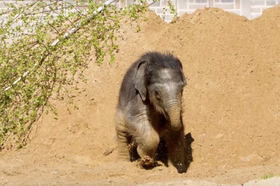 In dieser Woche tollte der namenlose Junge im Sand herum.