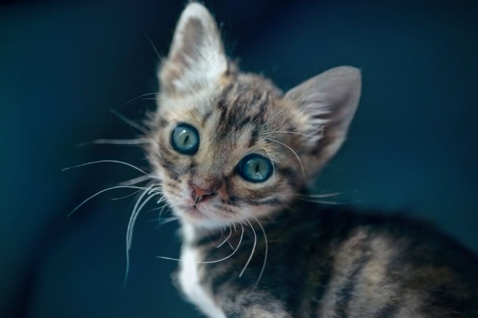 Am Ende konnte die Babykatze unversehrt gerettet werden. (Symbolbild)