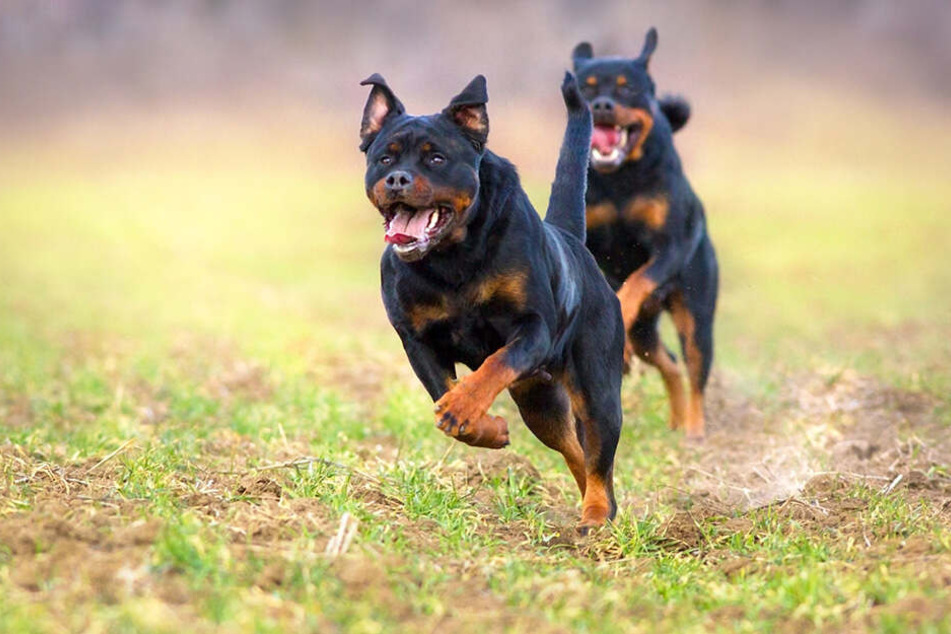 Mehrere Hunde sollen Melvin O. zu Tode gebissen haben (Symbolbild).