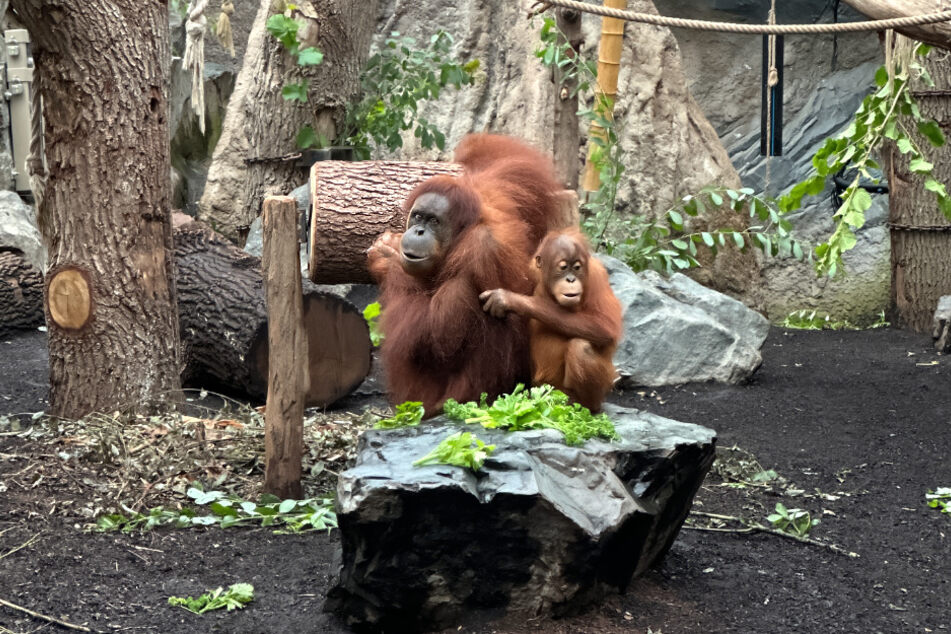 Auch die Orang-Utan-Mama sowie ihr Baby probieren sich an der neuen Futtertrommel.