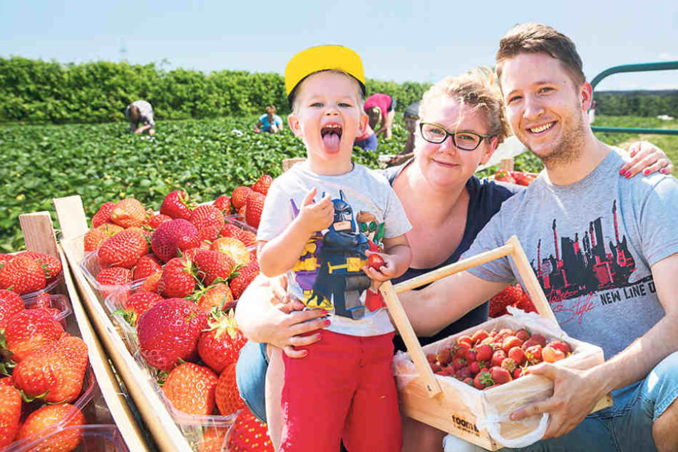 Auf die Felder, fertig, los! Auf Sachsens Erdbeer-Plantagen werden jetzt
Selbstpflücker gebraucht. Erntespaß für die ganze Familie! Kasia (26) und Oliver (29) pflückten mit
Söhnchen Benjamin (3) auf Gut Pesterwitz Erdbeeren.