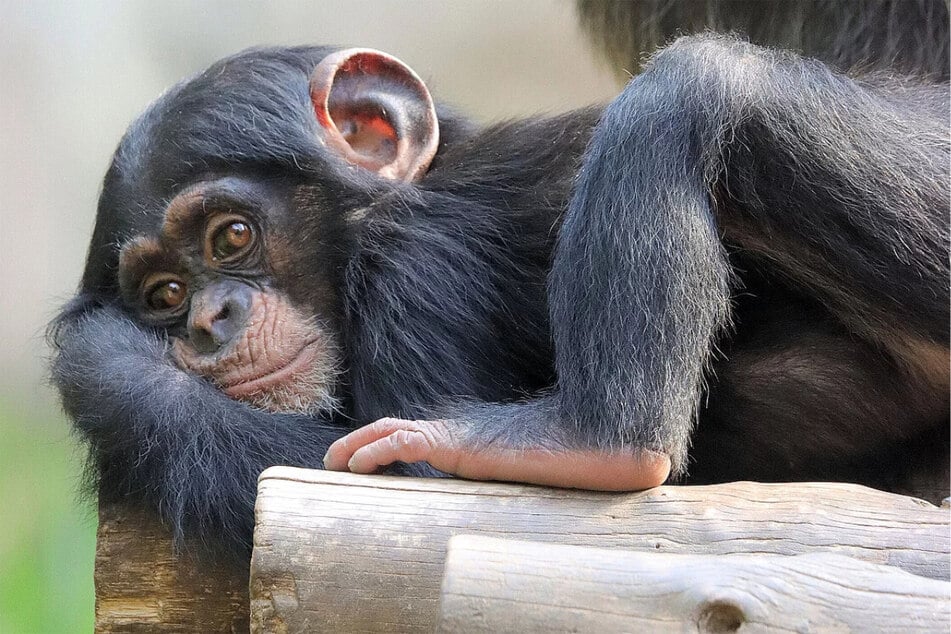 Während sich die Schimpansen langweilen, wenn sie nicht raus dürfen... (Archivbild)