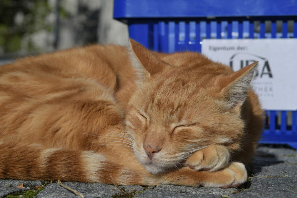 Die Katzen wurden schwer verletzt gefunden. (Symbolbild)