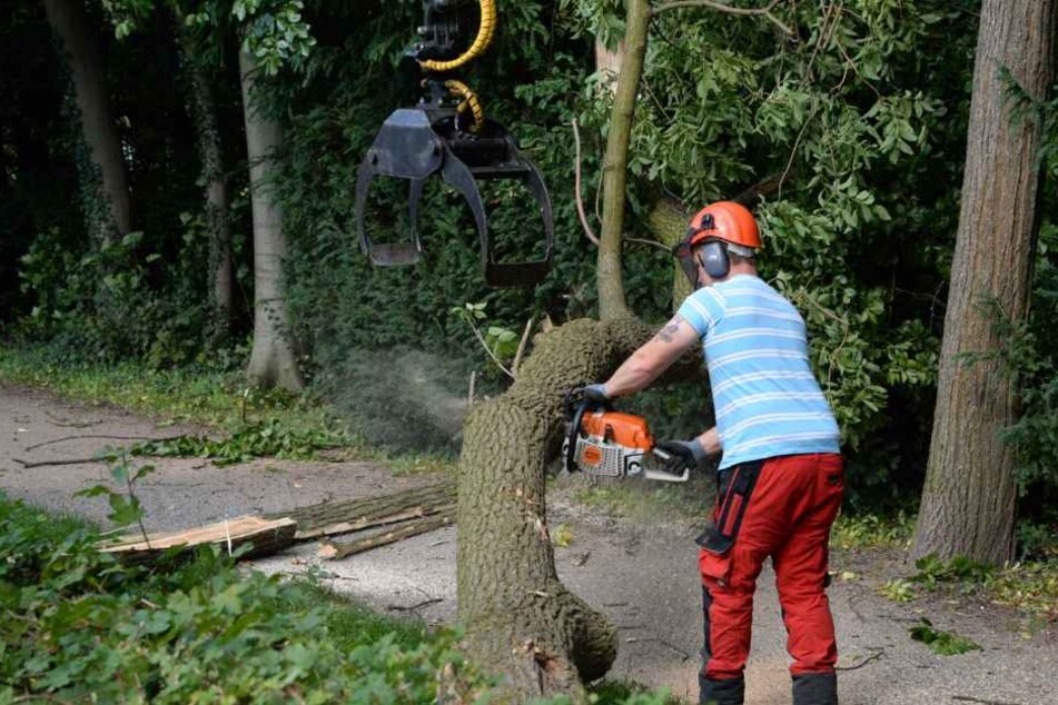 Der Baum wurde rechtzeitig abgesägt.