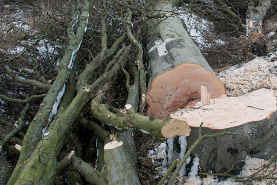 Die Ehefrau fand ihrem Mann unter einem Baum eingeklemmt. (Symbolbild)