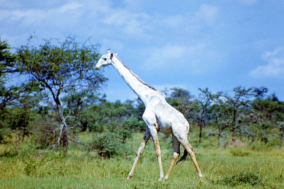 The world's only white giraffe lives in the Ishaqbini Hirola sanctuary in Garissa County, Kenya.