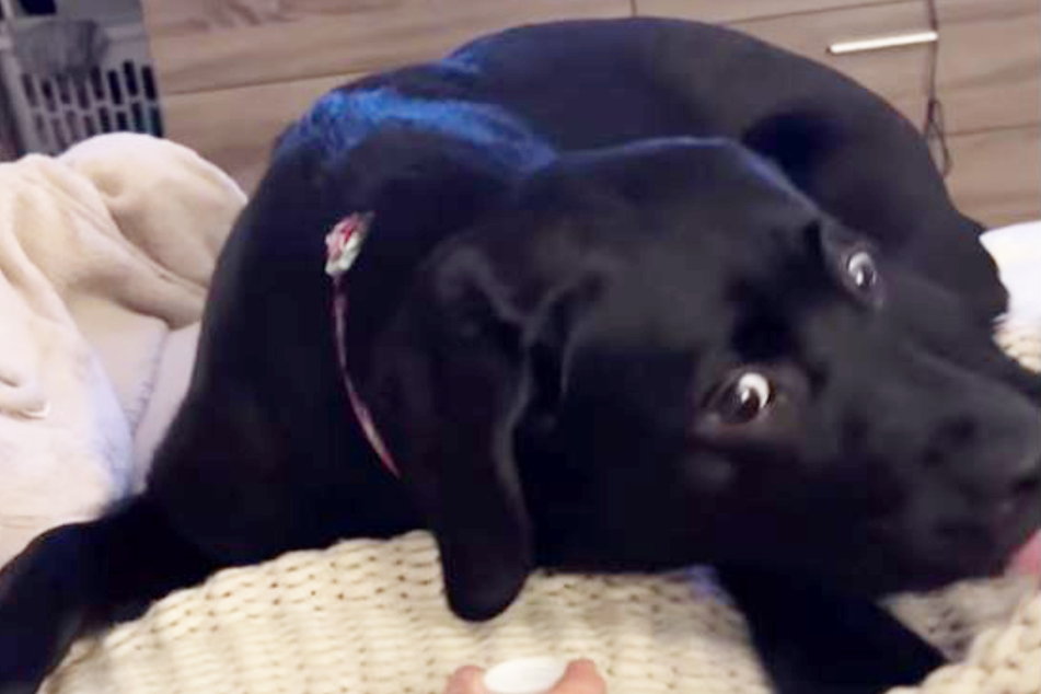 Poppy the Labrador got more than she bargained for this time.