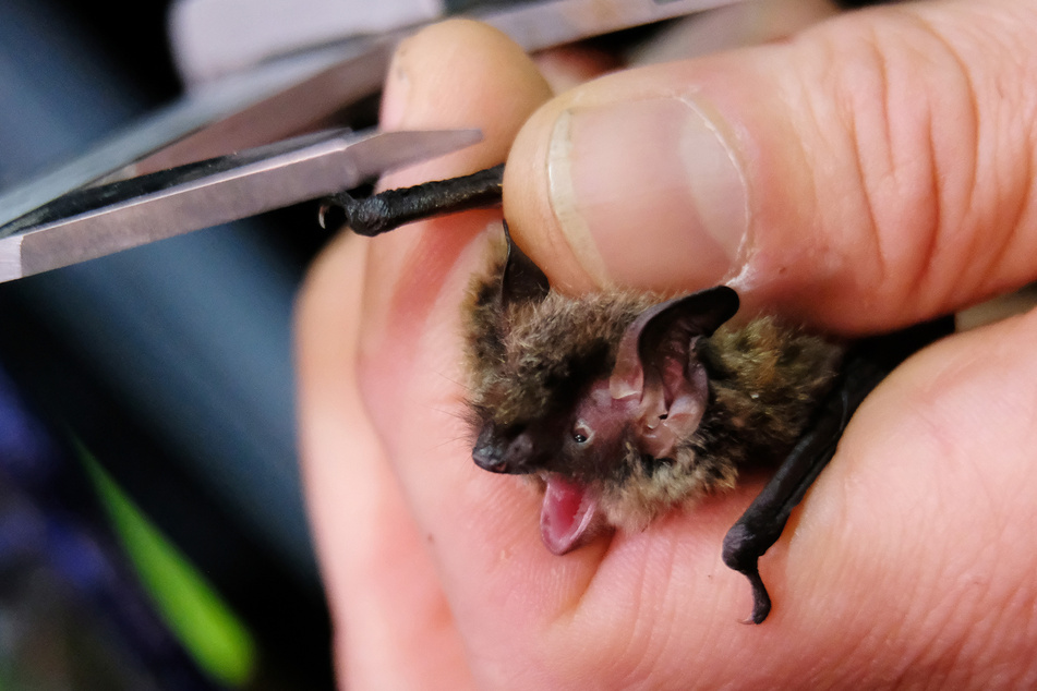 Der lustige Name "Mopsfledermaus" kommt von der platten Nase und den eng zusammenstehenden Ohren. (Archivbild)