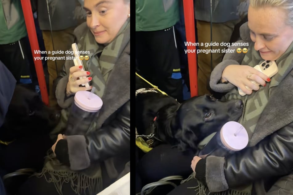 Eine schwangere Frau wurde von einem fremden Hund "überführt" - und mit ganz viel Liebe überschüttet.