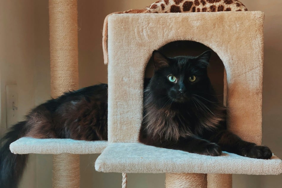 Scratching posts are not a totally necessary addition to a cat-filled home.