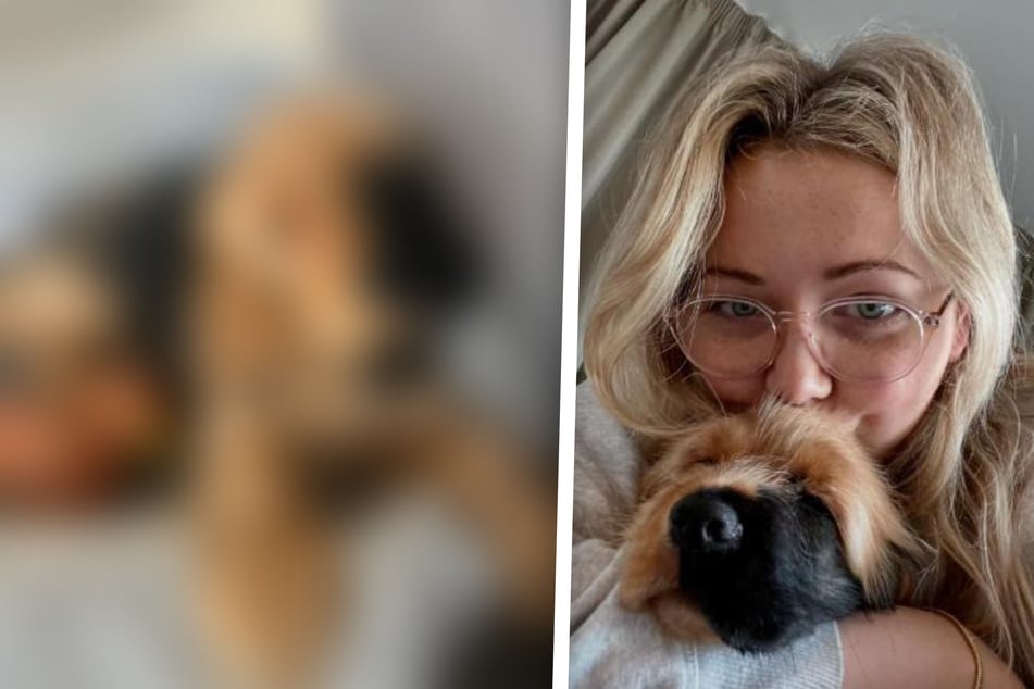 Einzigartiges Fell! Junger Cocker Spaniel sorgt für großes Erstaunen