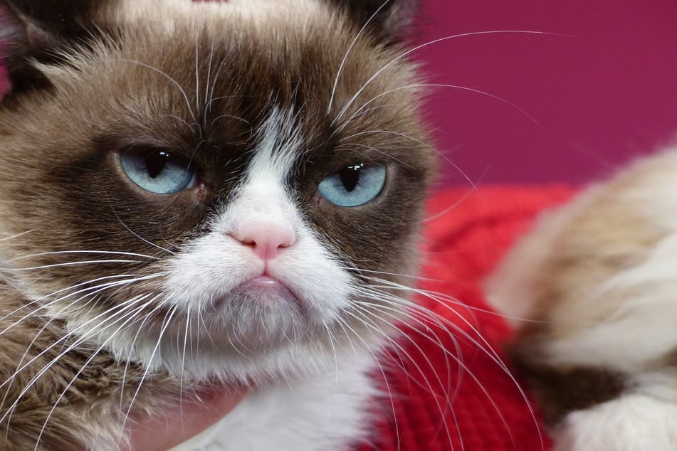 Die berühmte Hauskatze "Grumpy Cat".
