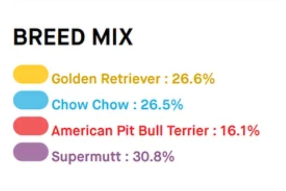 Der Vierbeiner ist nicht nur ein Goldie, sondern zu gleichen Anteilen auch ein Chow Chow - das erklärt den blauen Fleck auf der Zunge des Tieres.