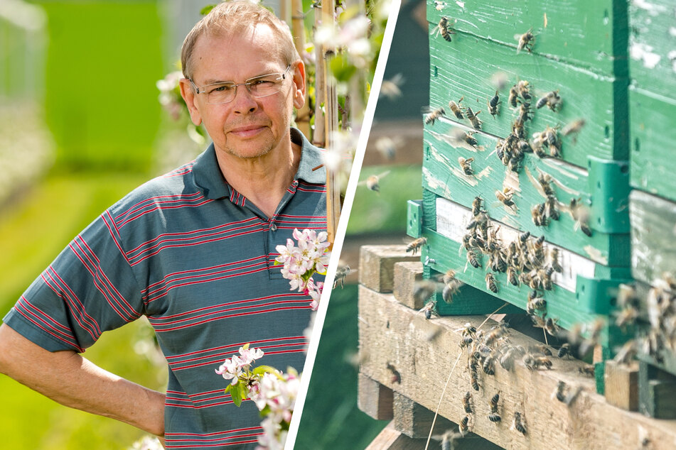 Dresden: Im Auftrag der Blüte: Obstbauer mietet sich eine Million Bienen zum Bestäuben!