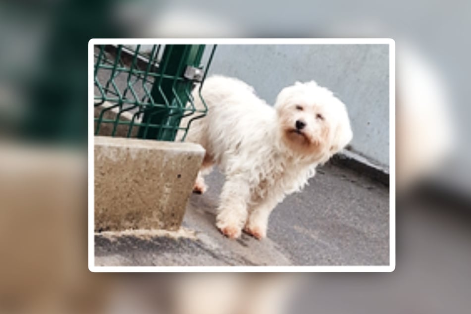 Die 16 Jahre alte Omi wartet im Tierheim in Frankfurt sehnsüchtig auf ihr wohl letztes Zuhause.