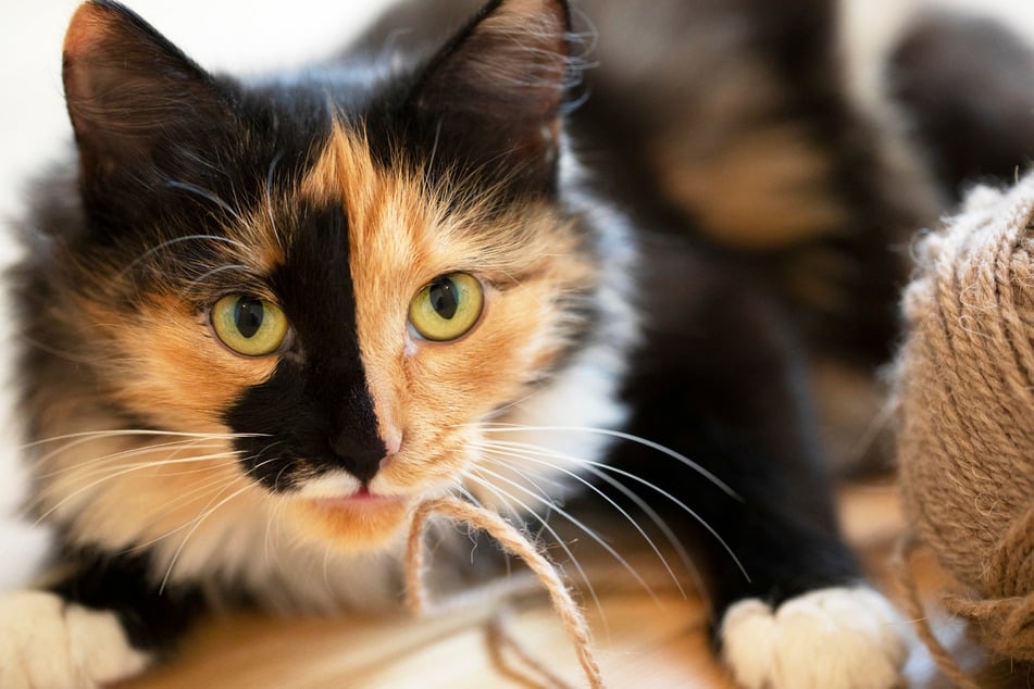 Das besondere Schildpattmuster kann bei verschiedenen Katzenrassen auftreten.