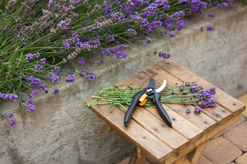 Beim Lavendel schneiden im Sommer gibt es eine Regel: nur die Blütenstämme werden abgetrennt.