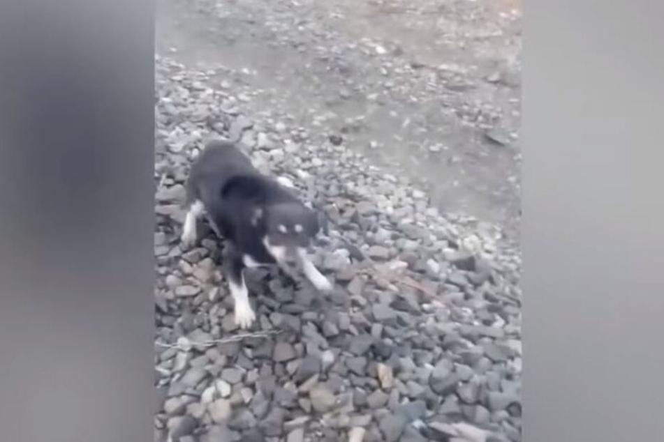 Der völlig verängstigte Hund, kurz bevor er vom Lokführer befreit wurde.