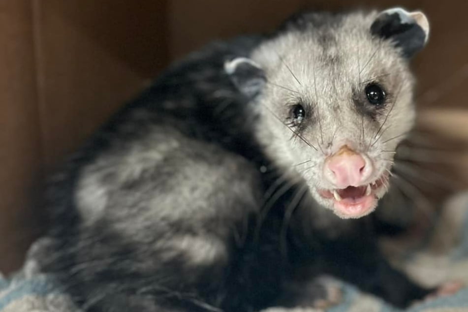 Dem Opossum geht es inzwischen wieder gut.