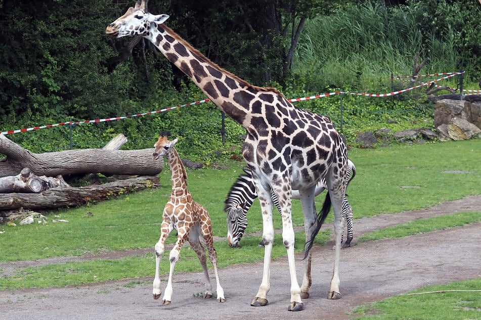 Der Zoo sucht derzeit nach einem Namen für Sipiwes Sohn.