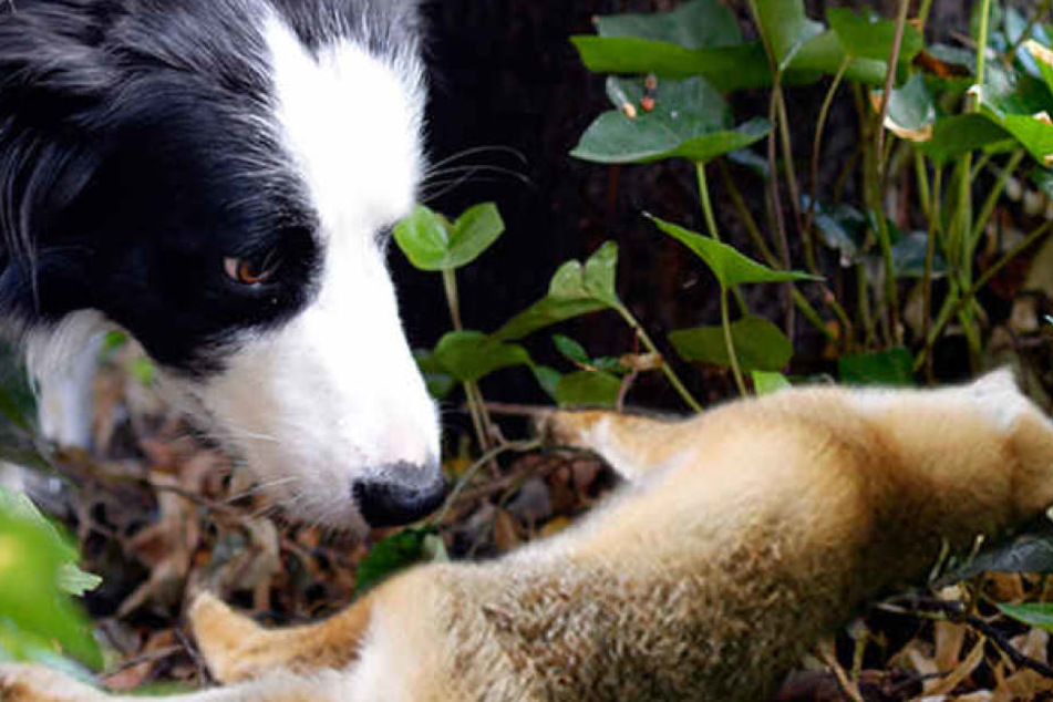 Mehrere Hunde und Füchse waren in den vergangenen Tagen am Tegeler See gestorben.